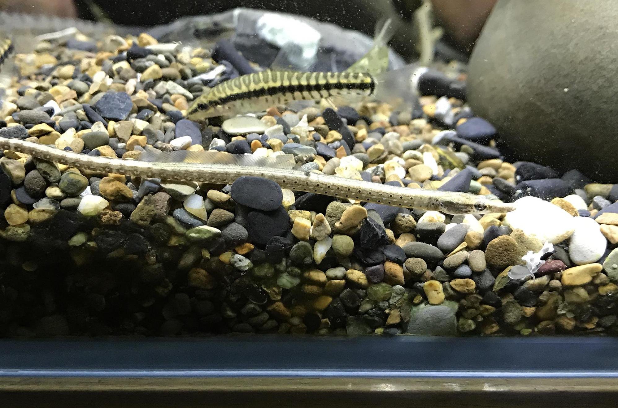 species photo