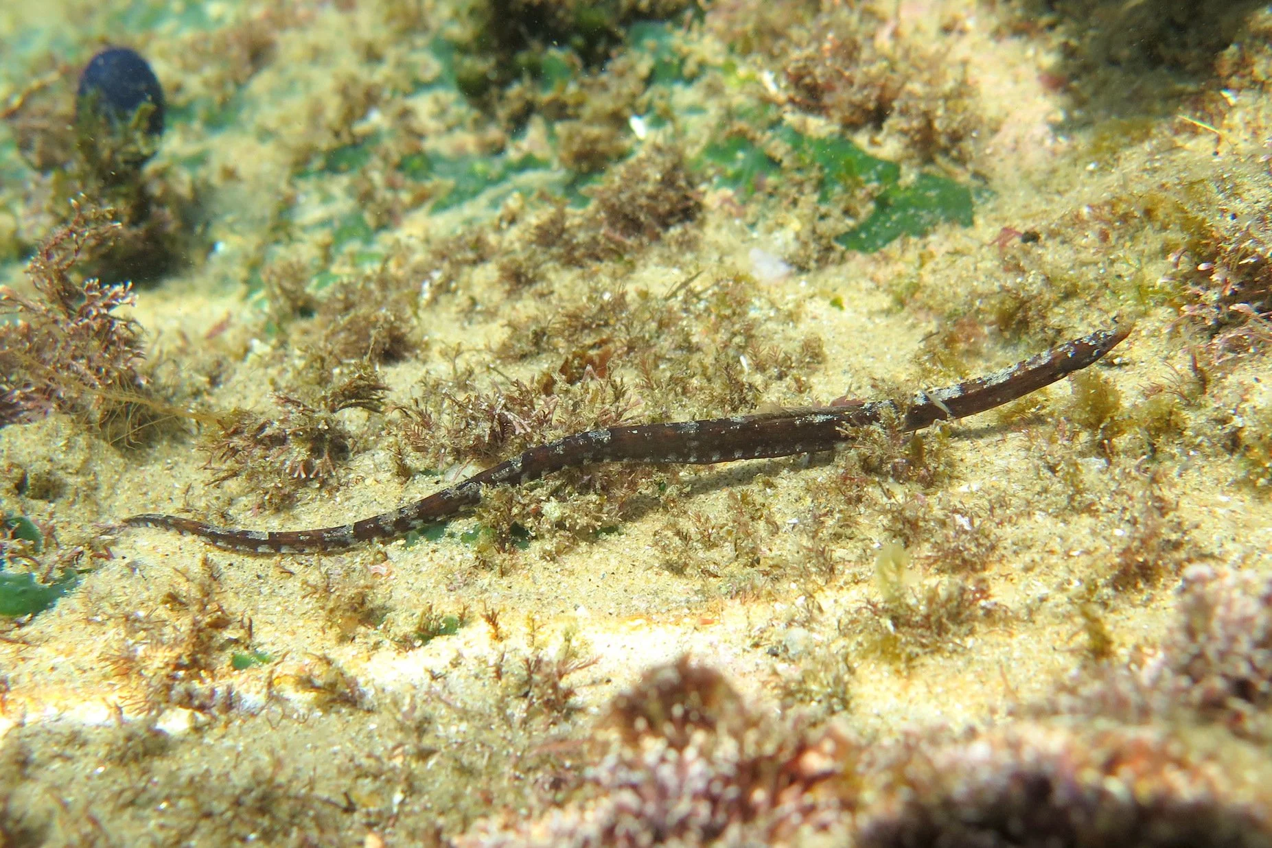 species photo