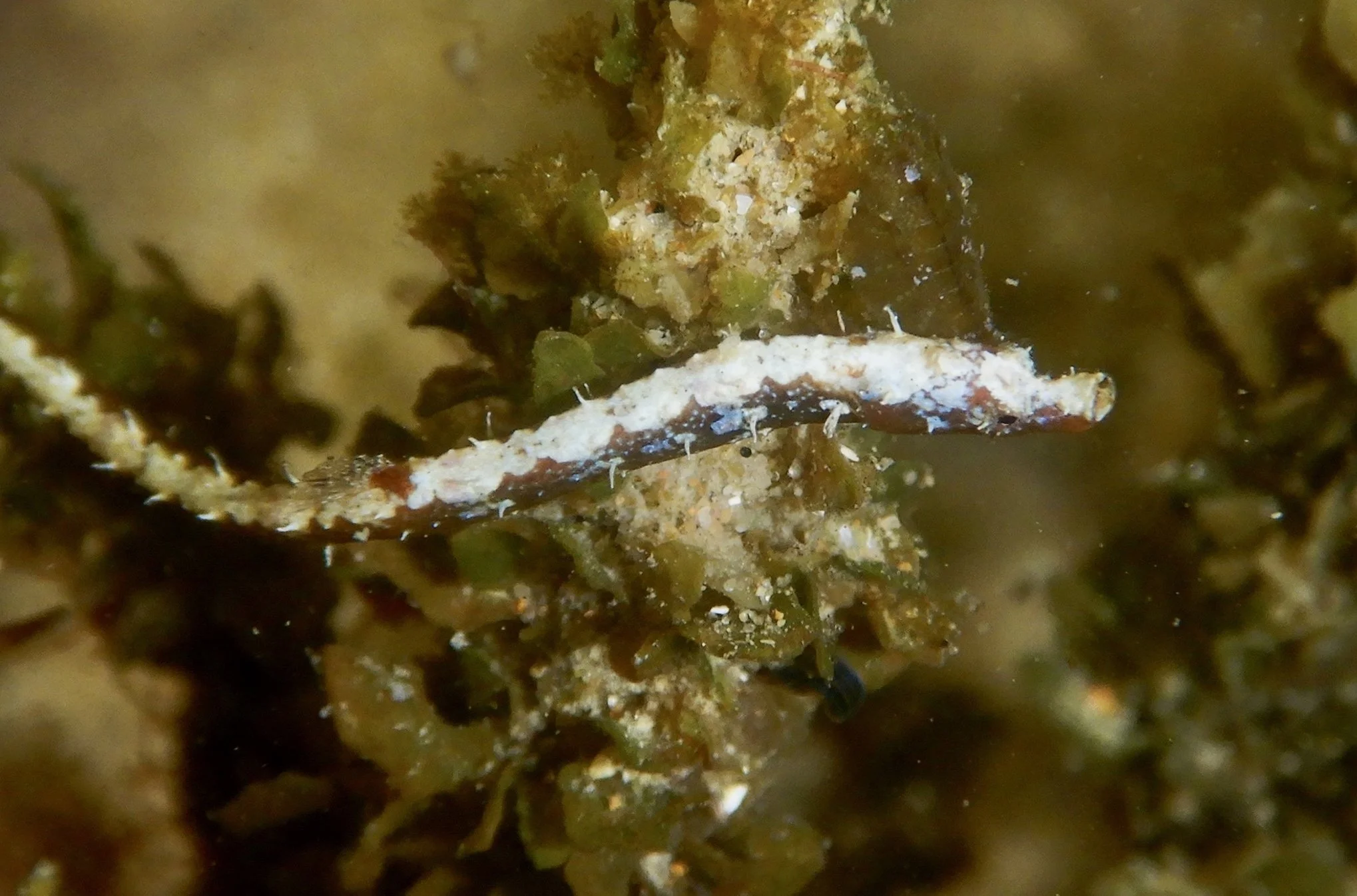 species photo