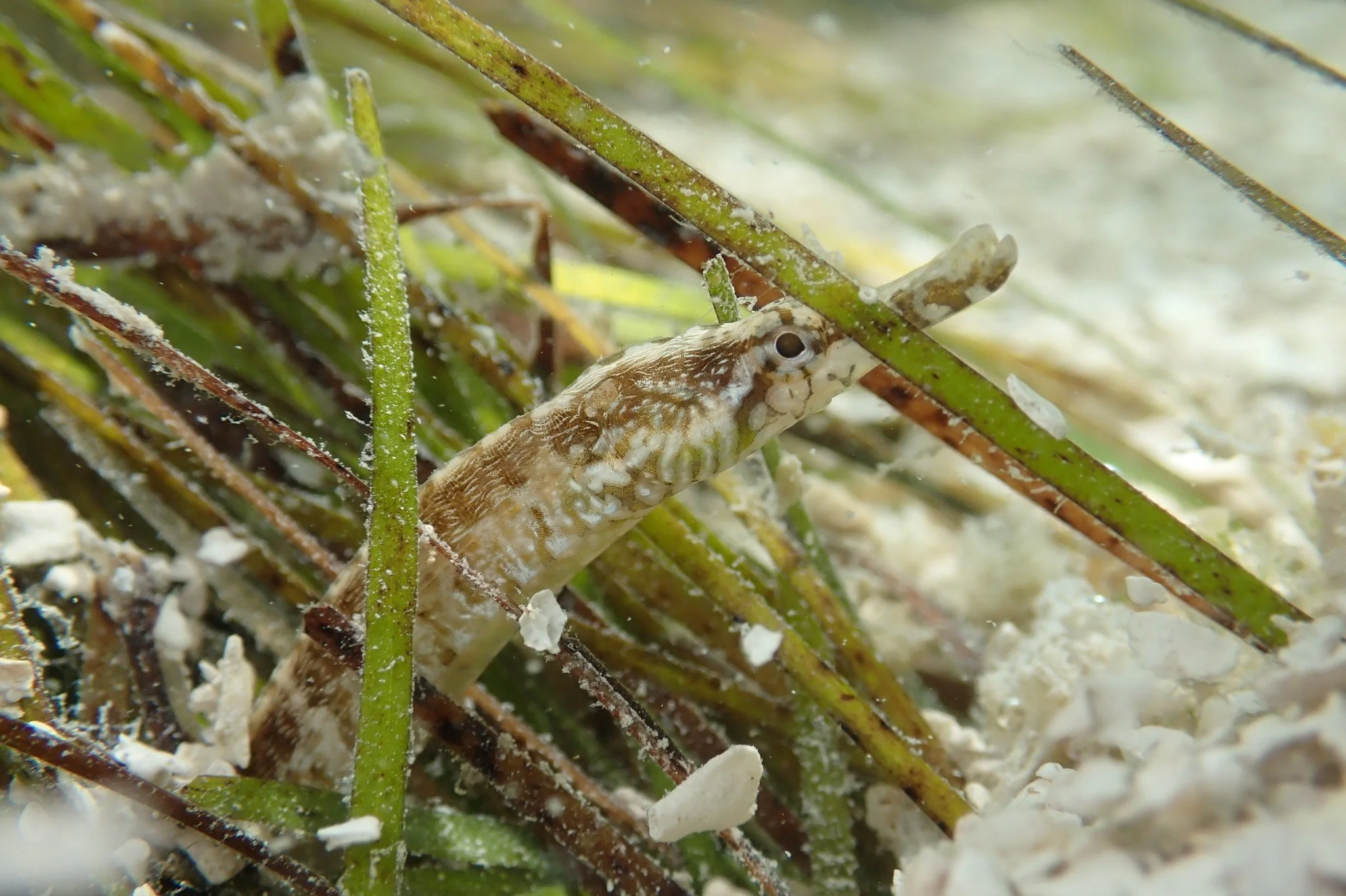 species photo