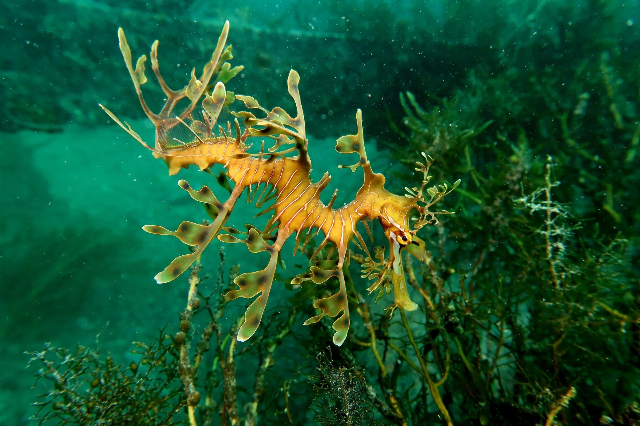 species photo