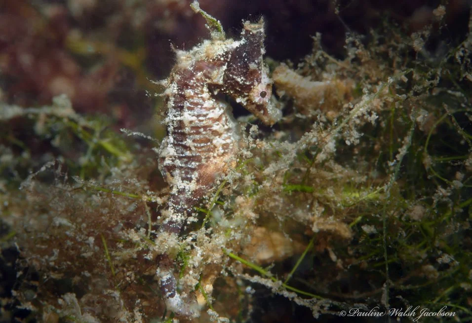 species photo