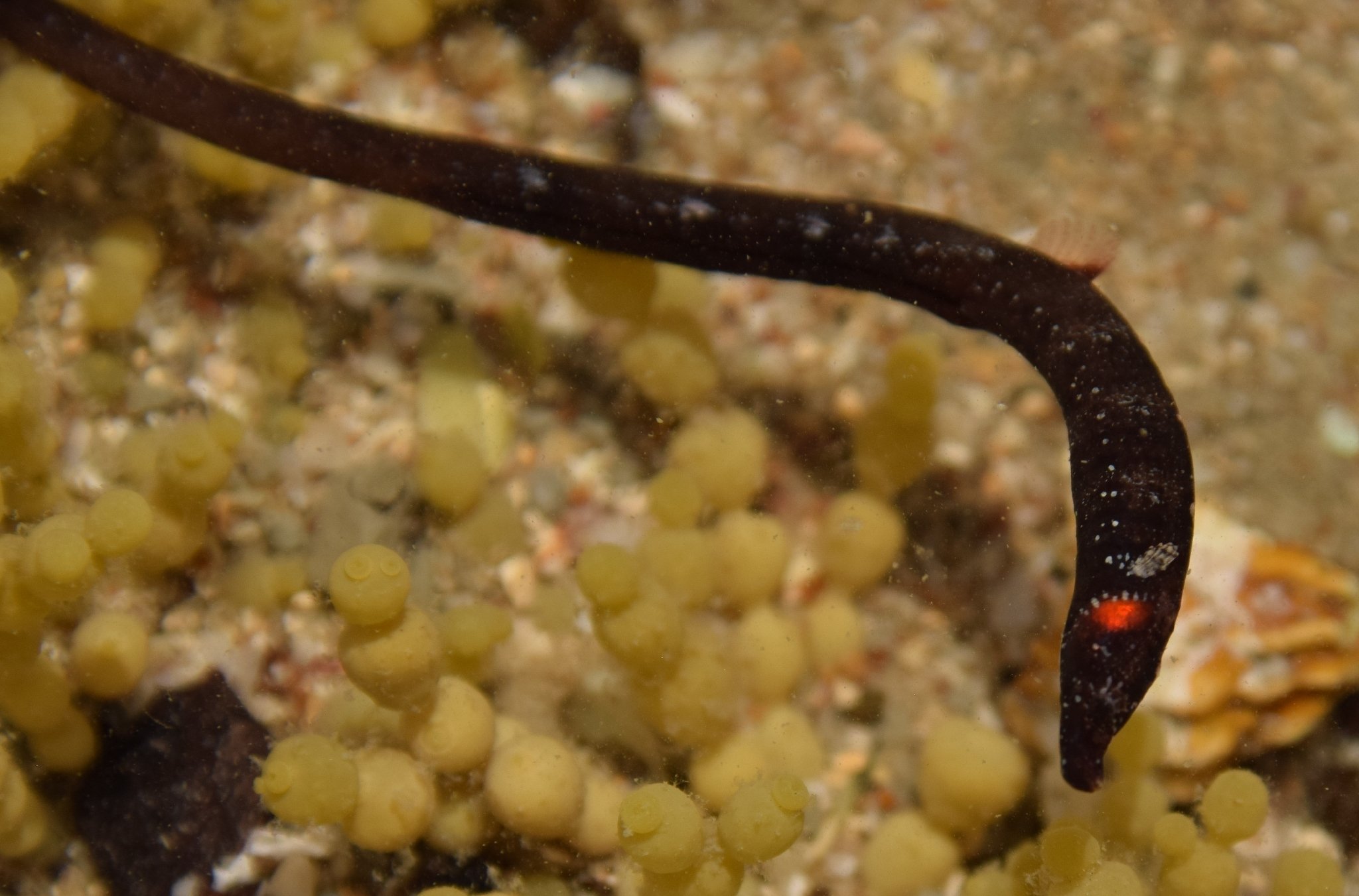 species photo