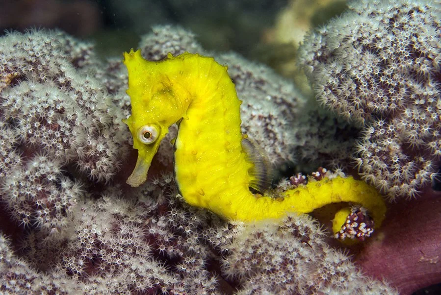 species photo