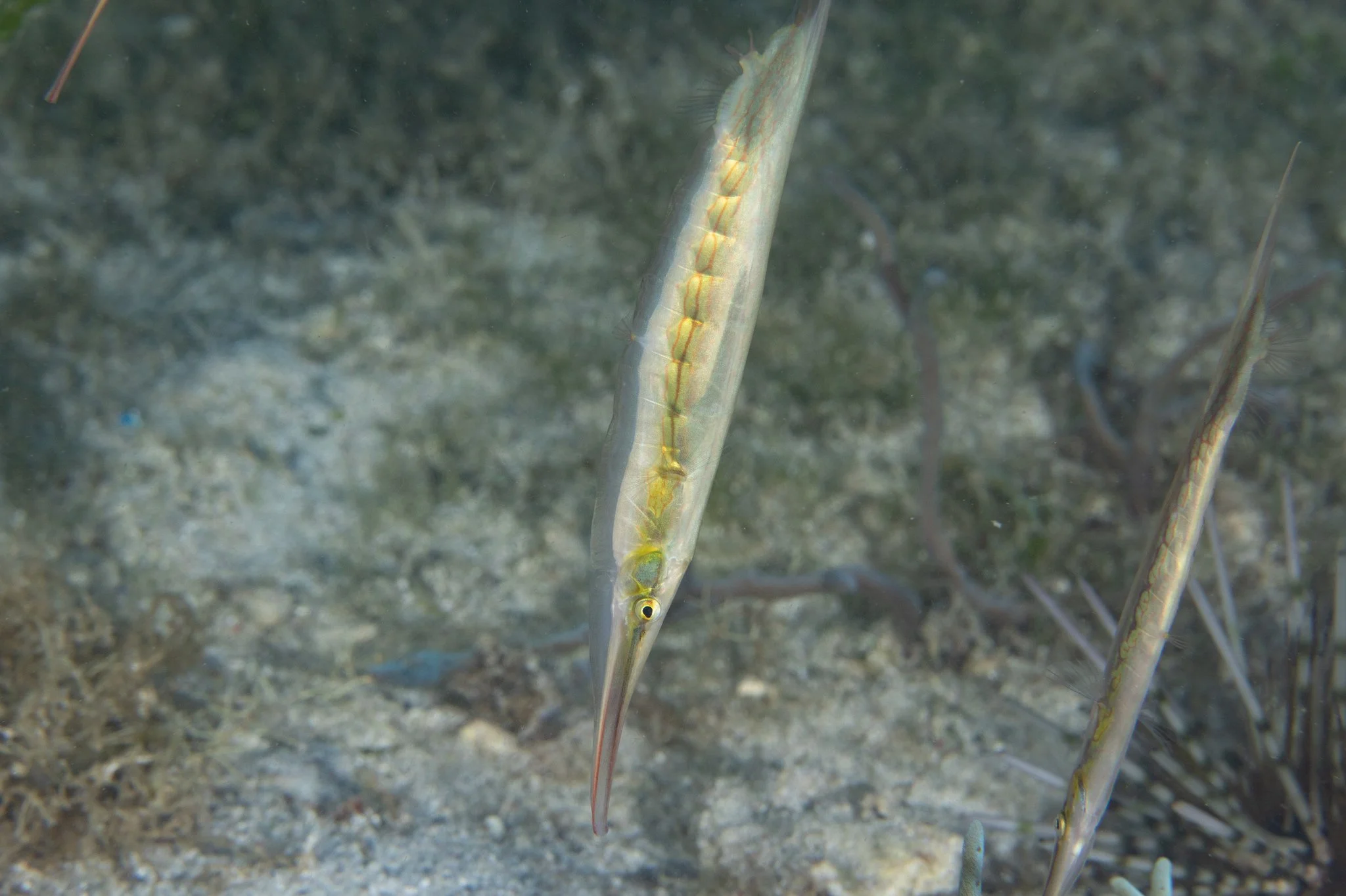  c_cristatus_maractwin_inat