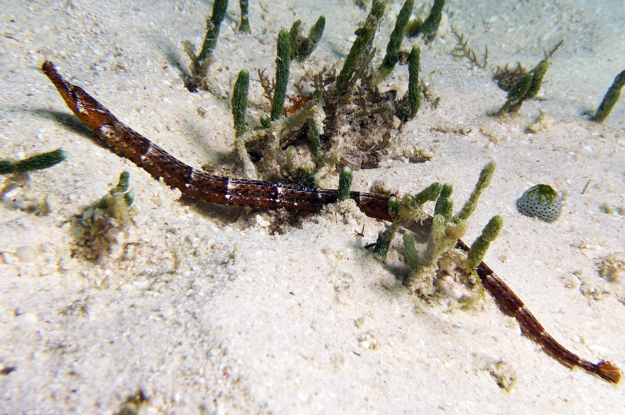species photo