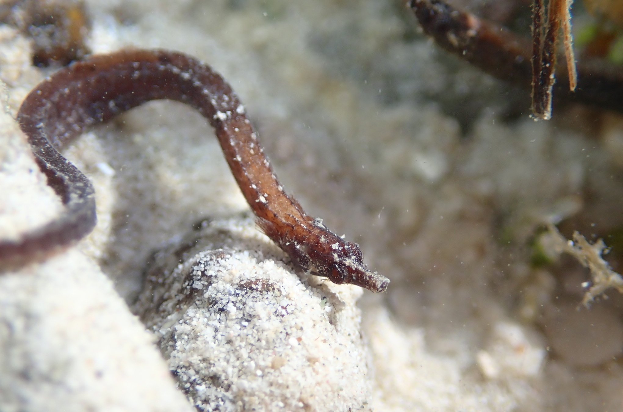 species photo
