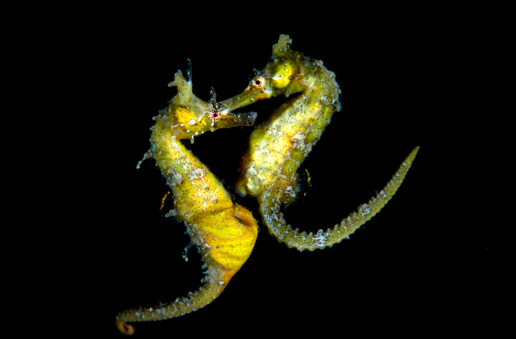species photo