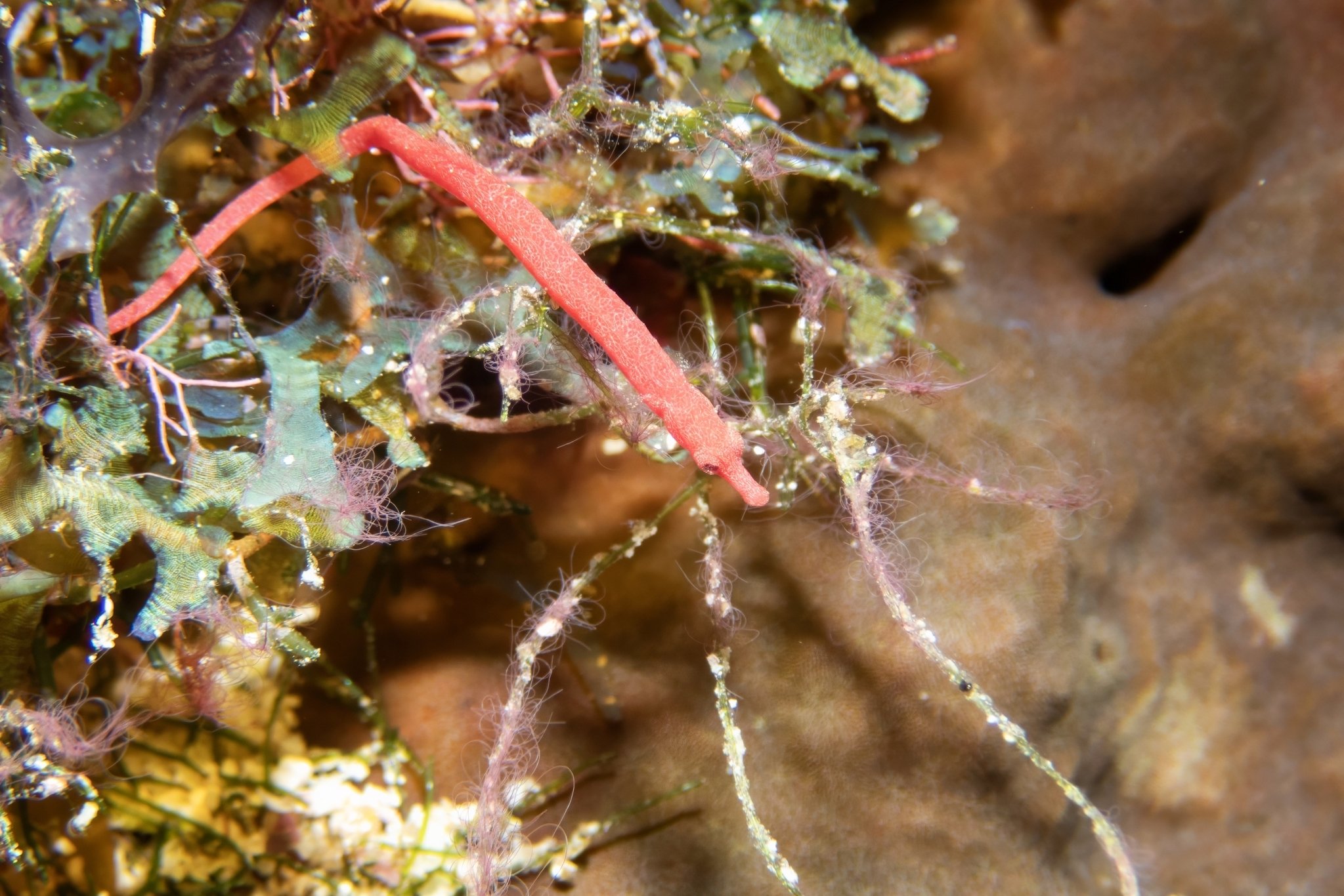 species photo