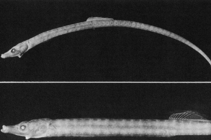 species photo