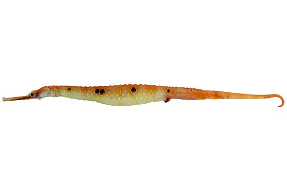 species photo