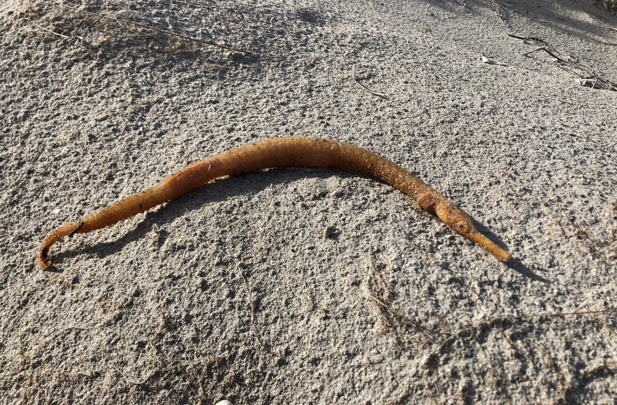 species photo