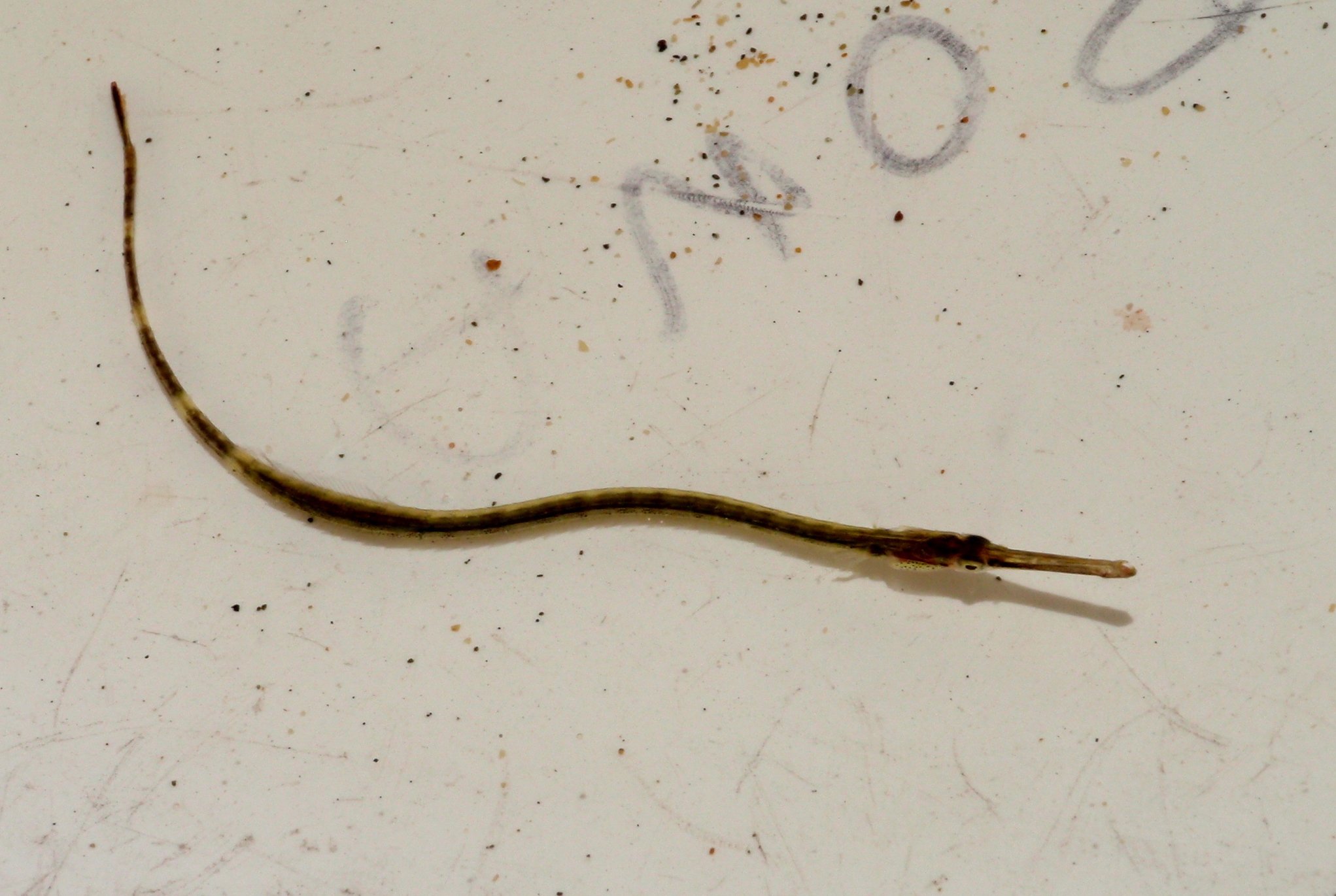 species photo