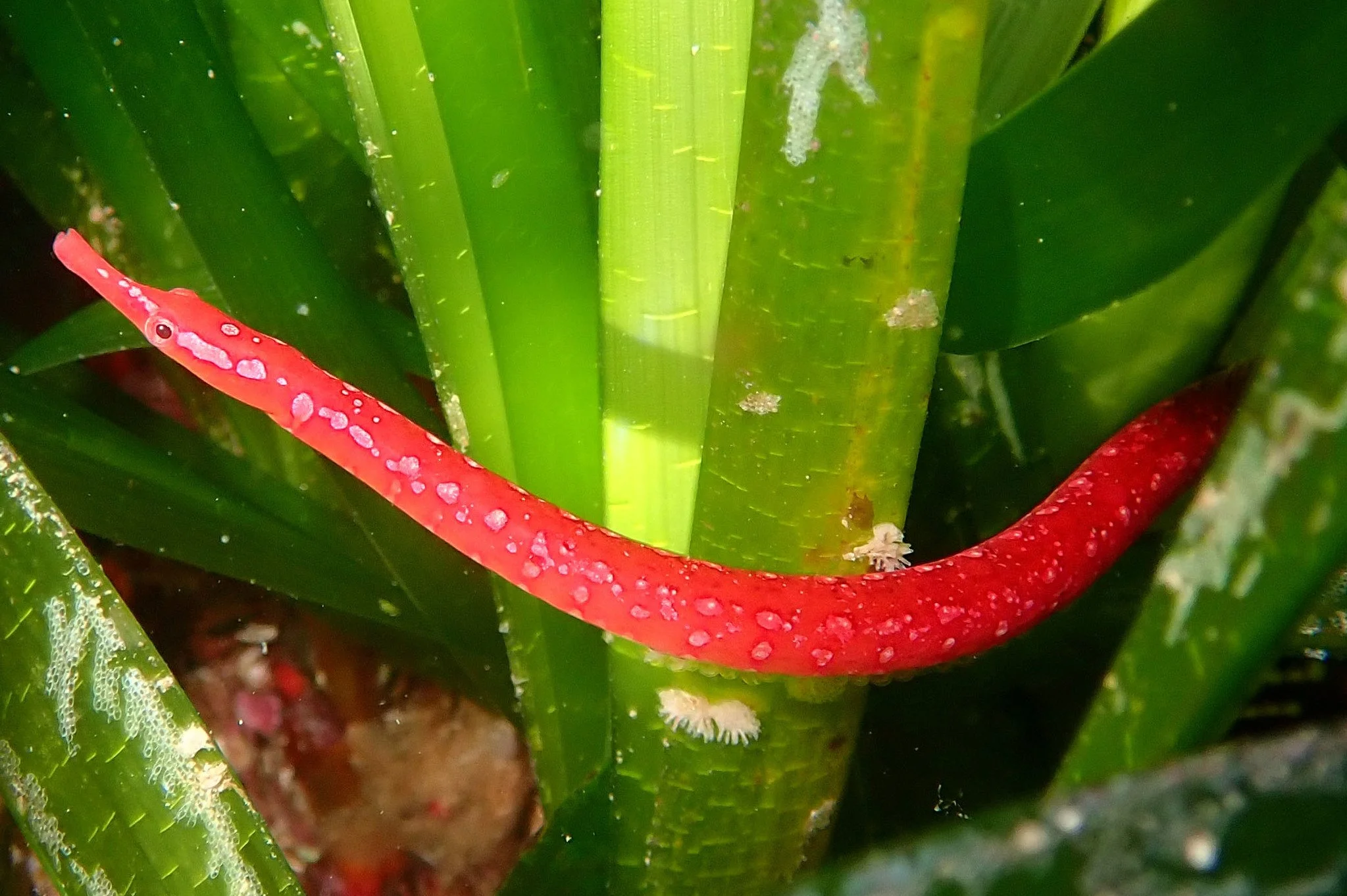 species photo