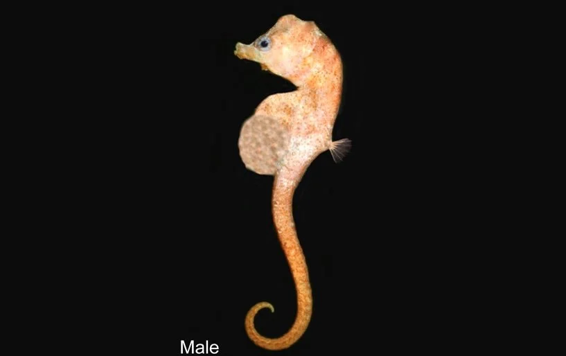 species photo
