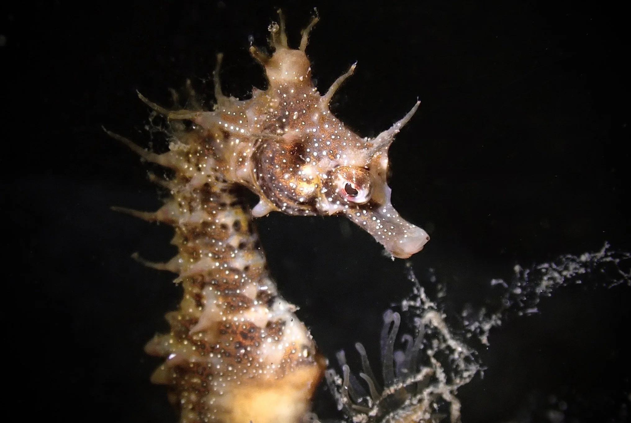 species photo