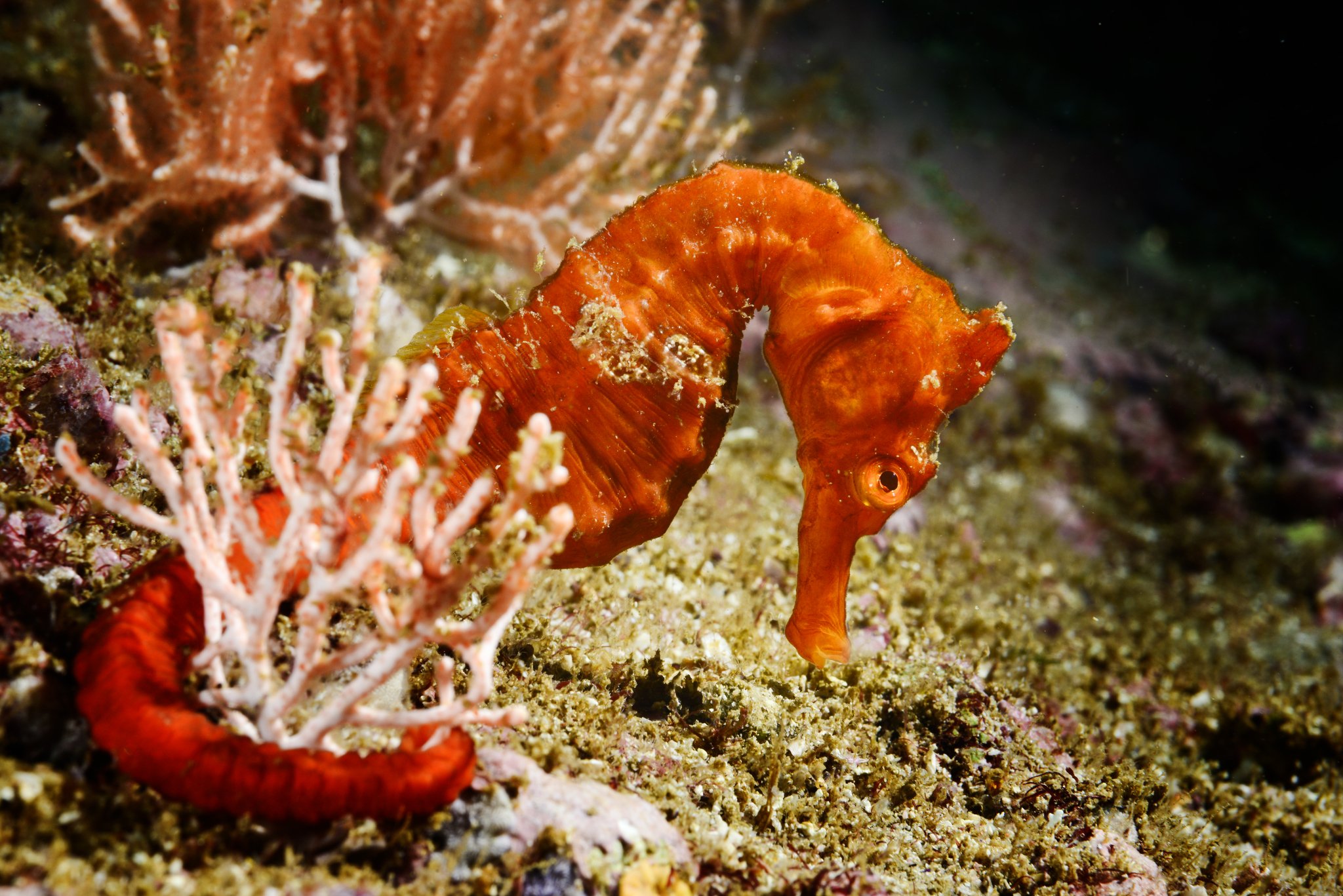 species photo