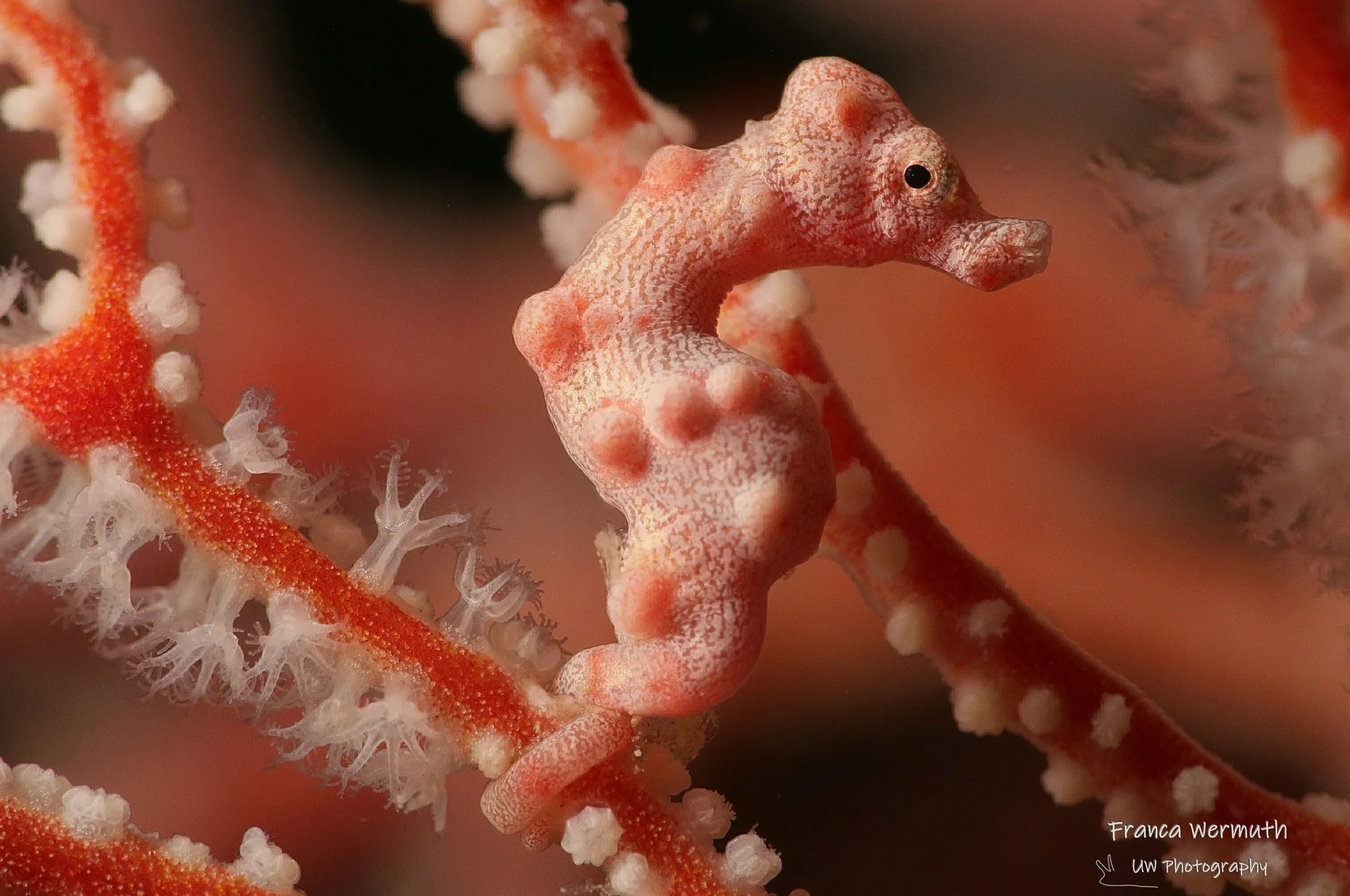 species photo