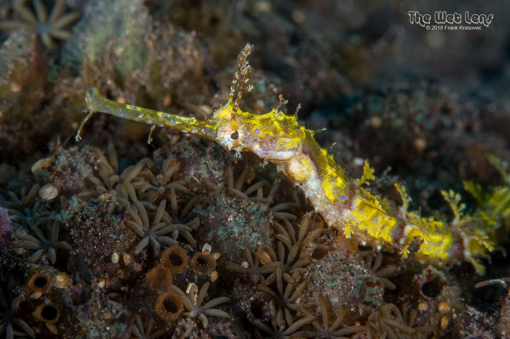 species photo