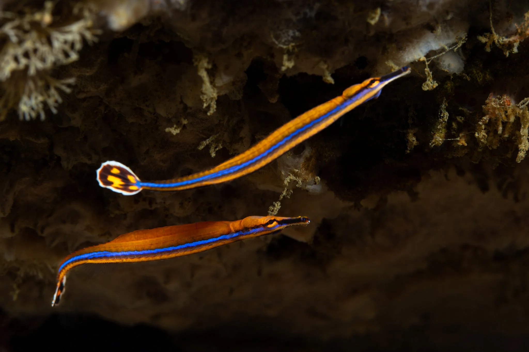 species photo