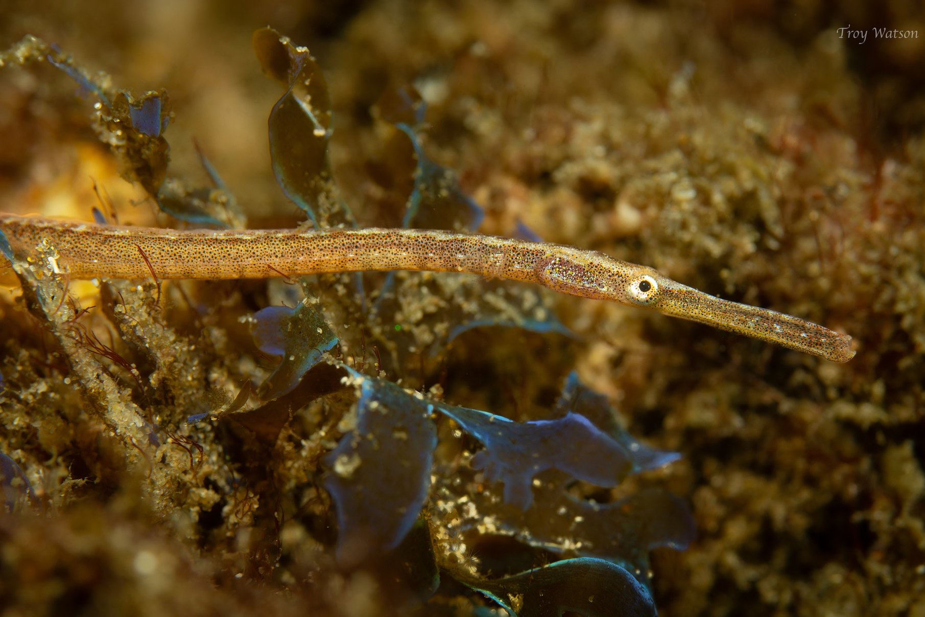 species photo