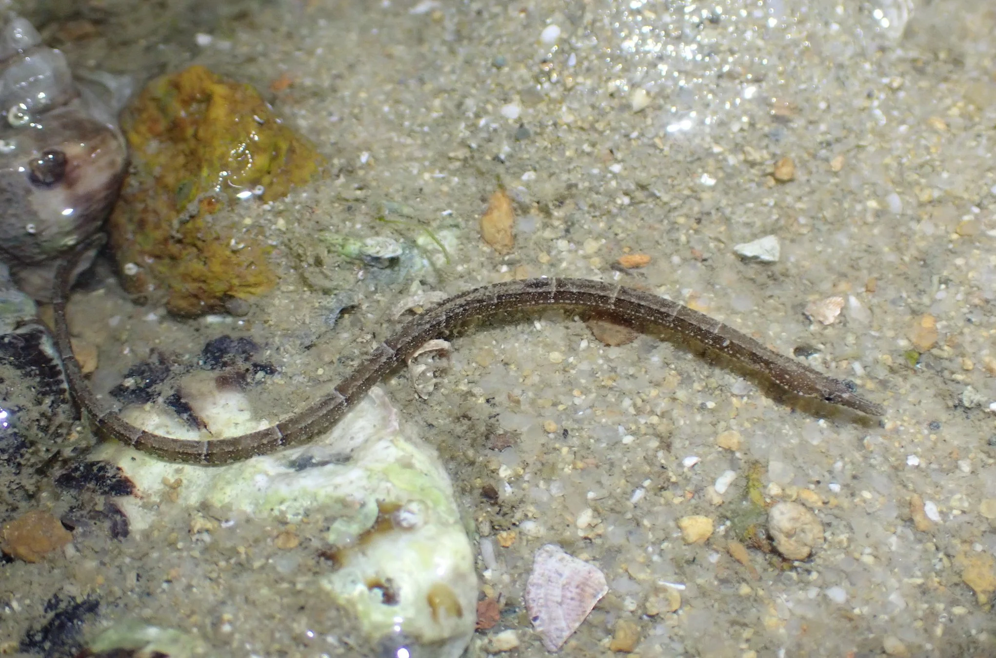 species photo