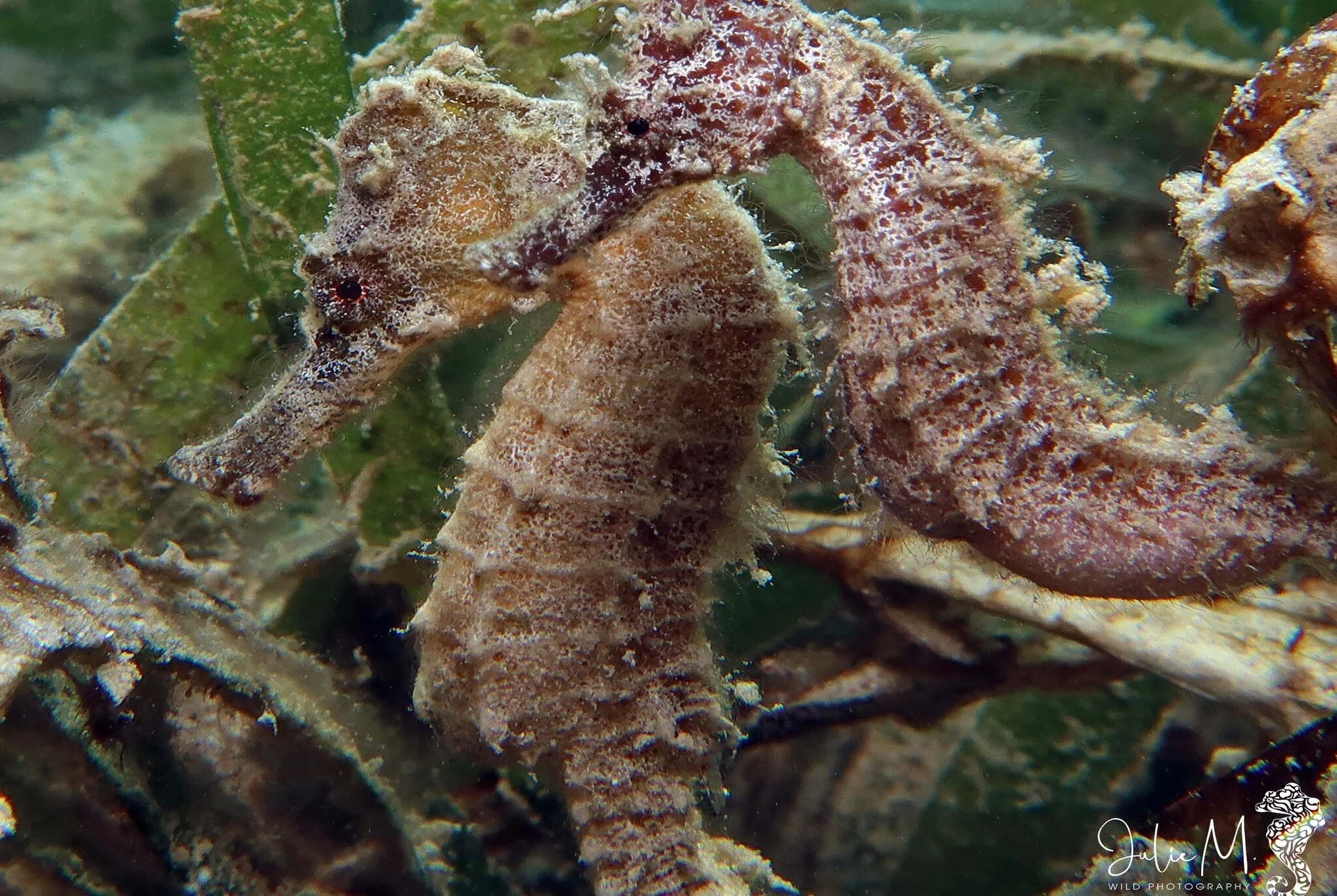 species photo