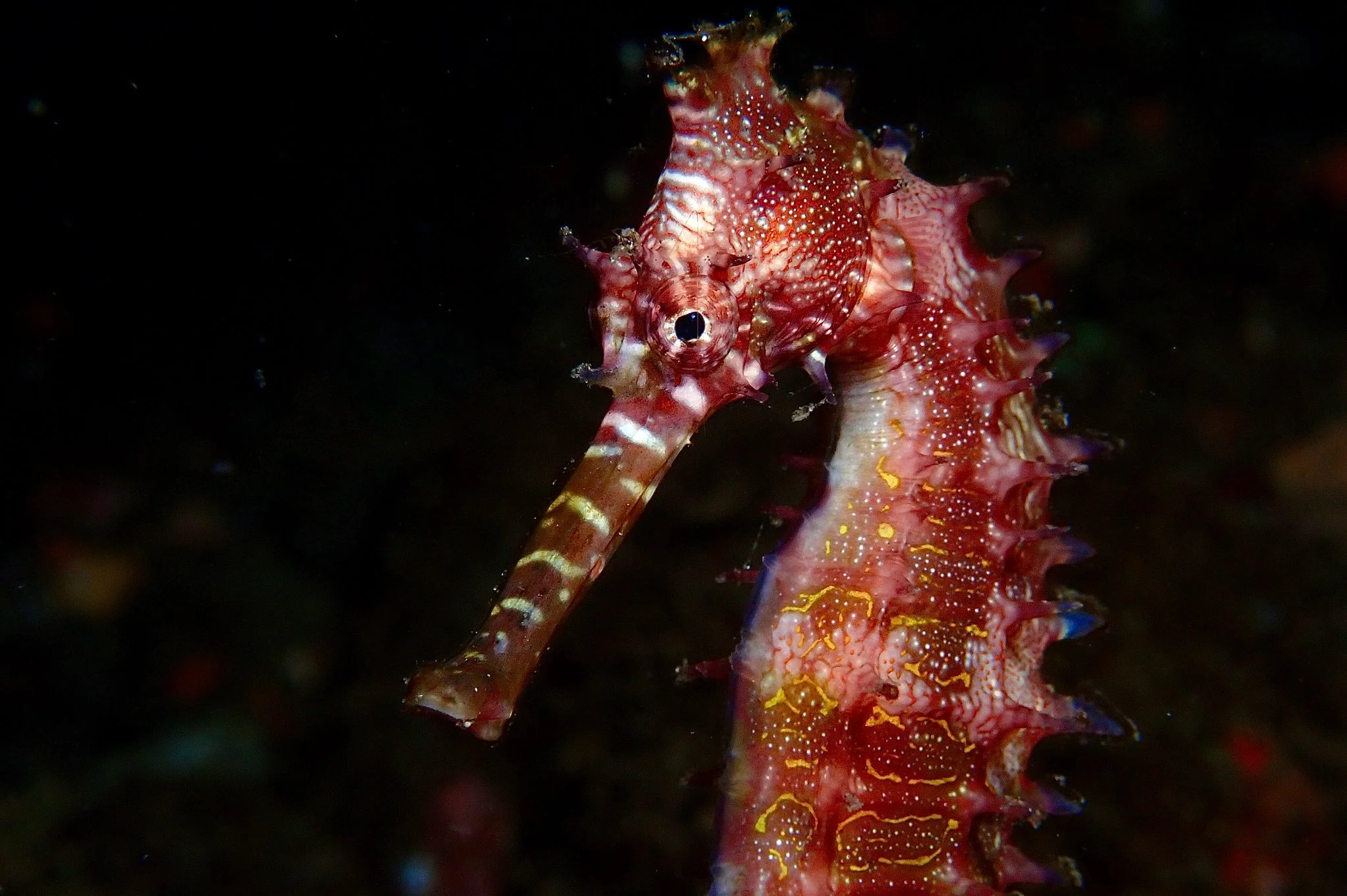 species photo
