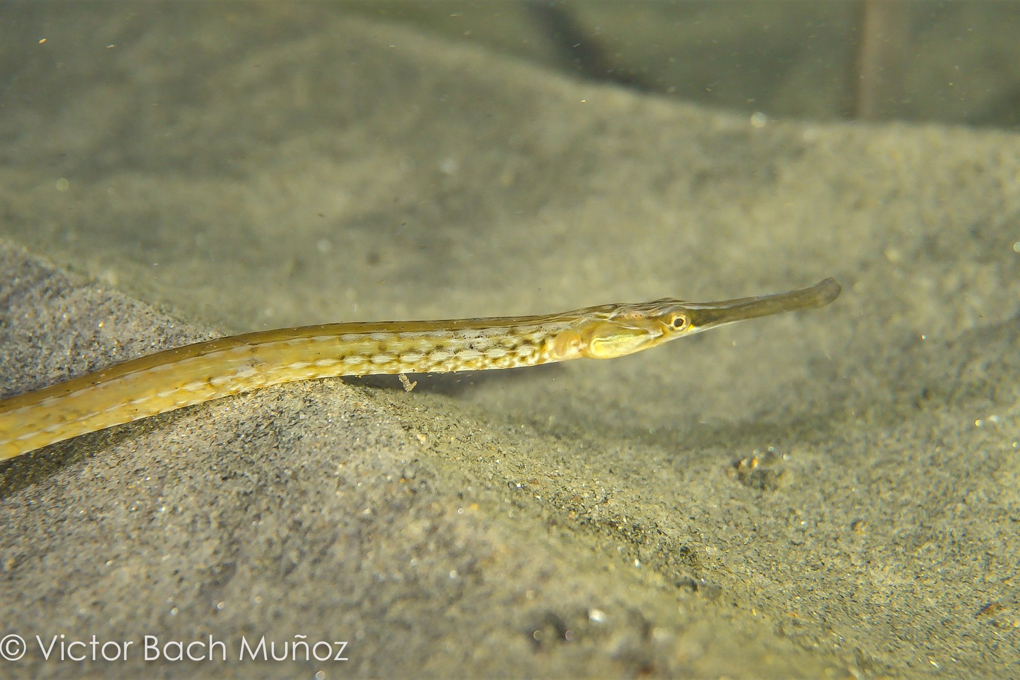 species photo