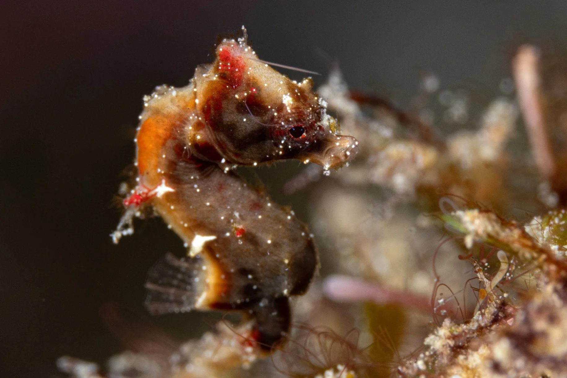 species photo