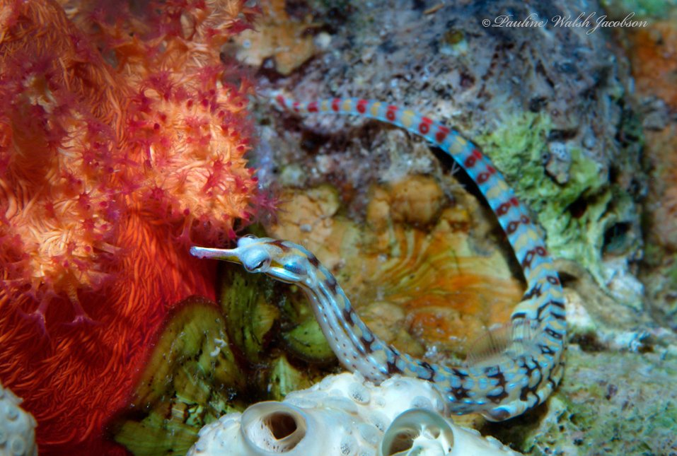 species photo