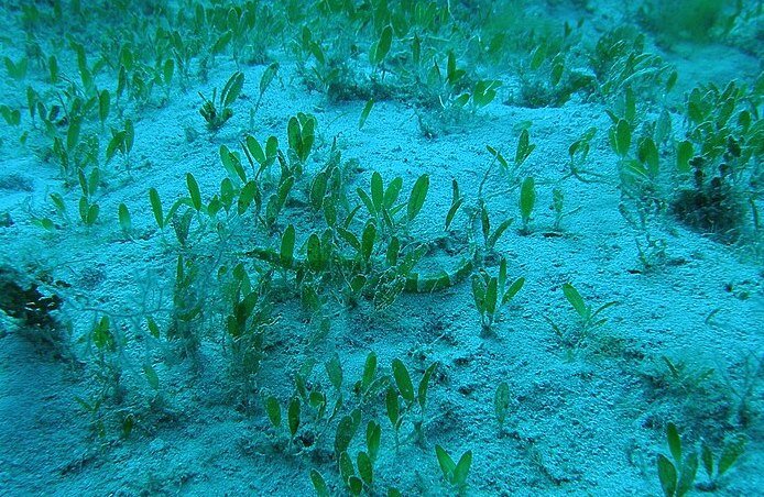 species photo