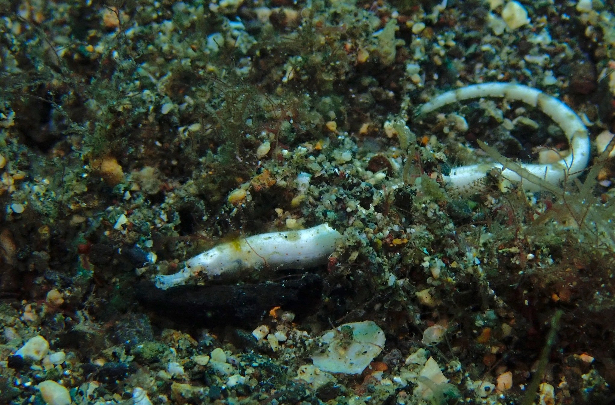 species photo
