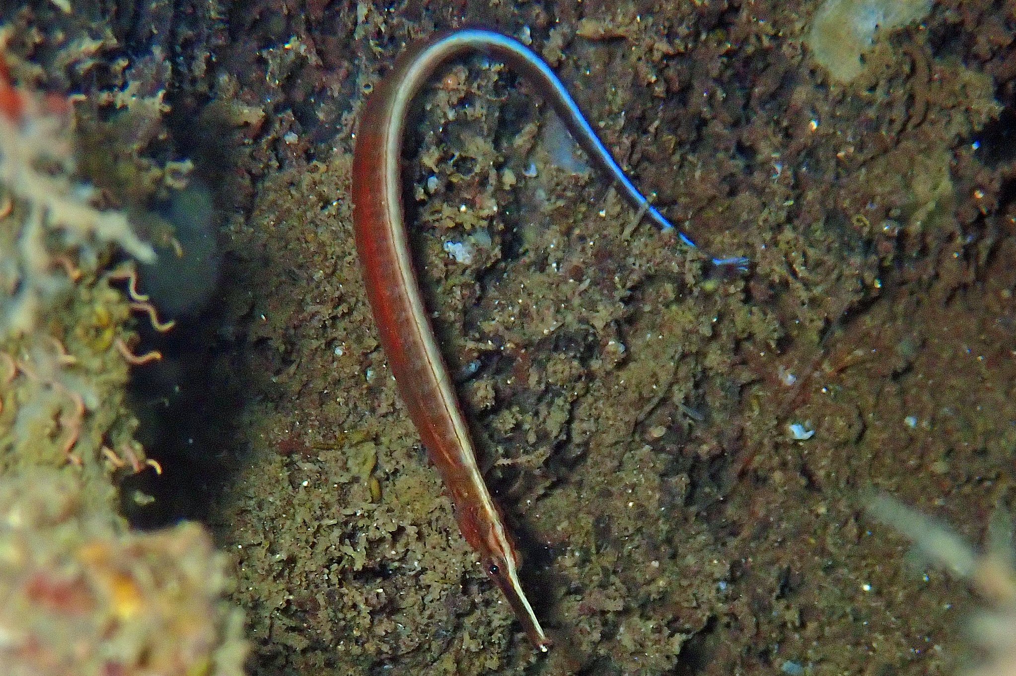 species photo