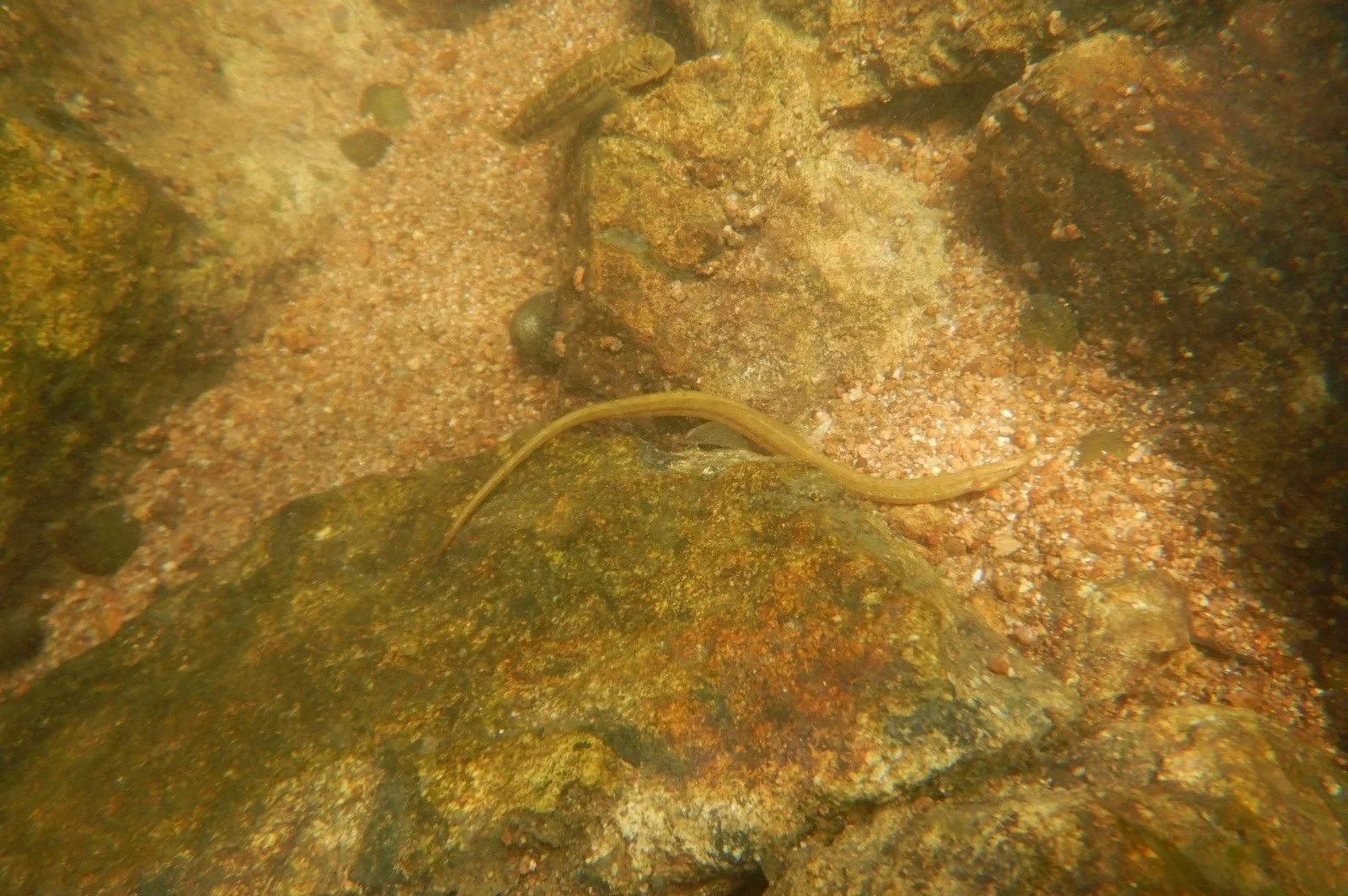species photo