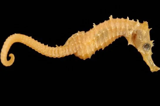 species photo