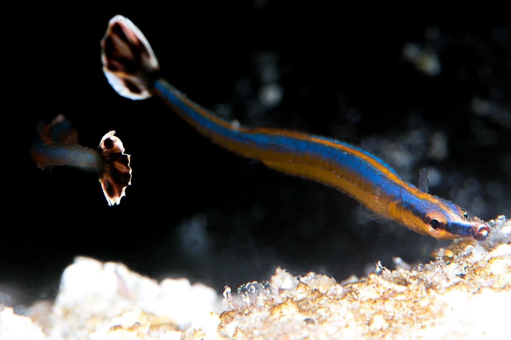species photo