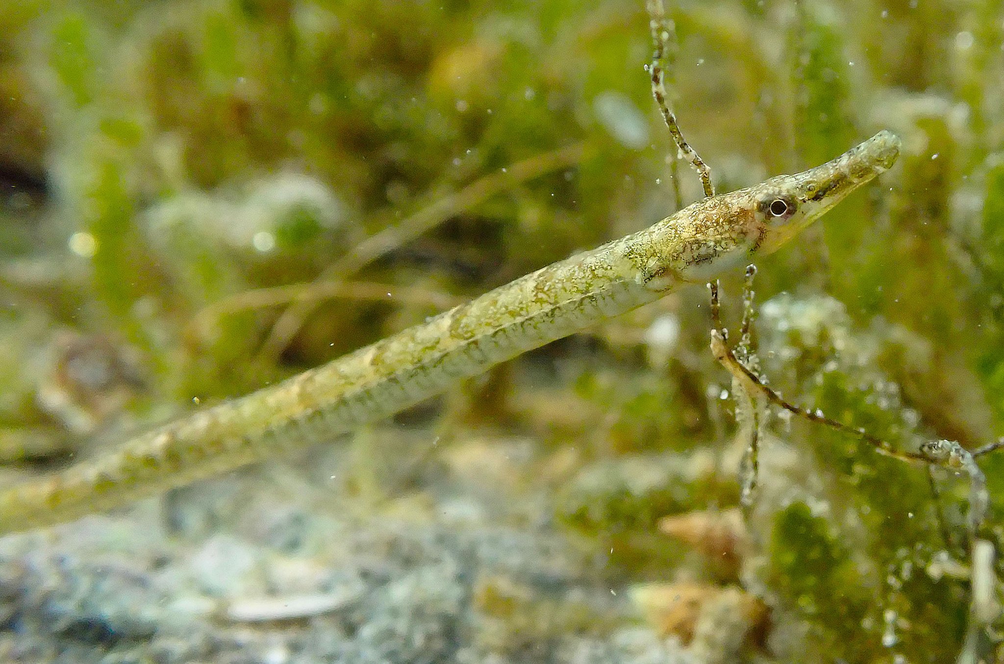 species photo