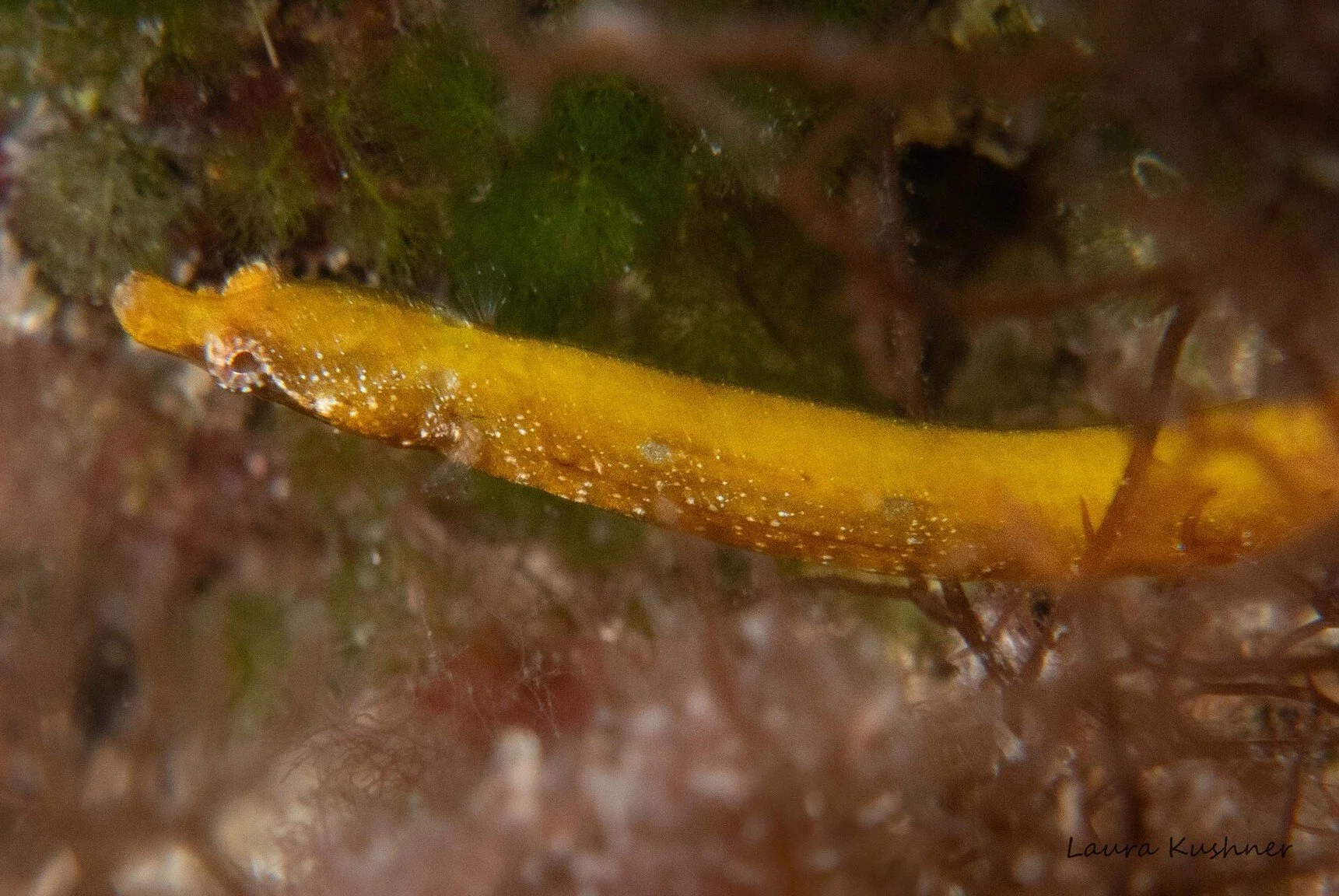 species photo