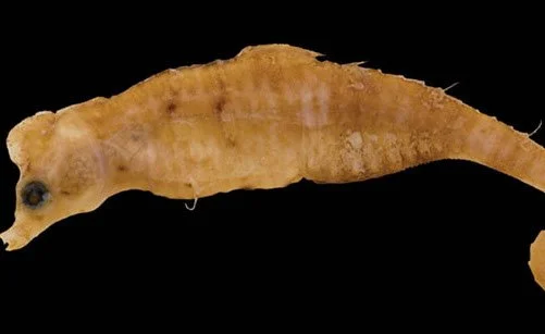 species photo
