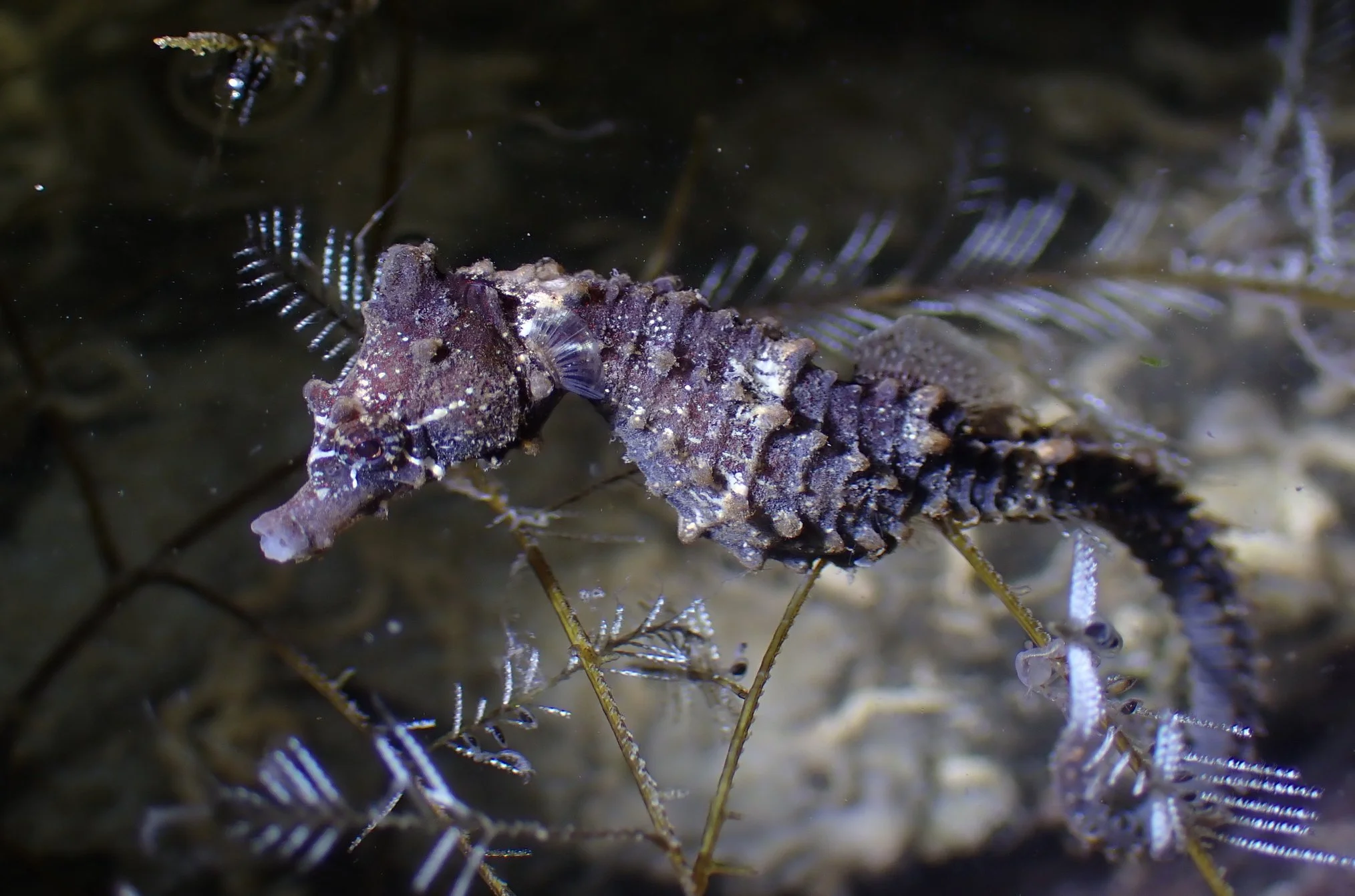 species photo