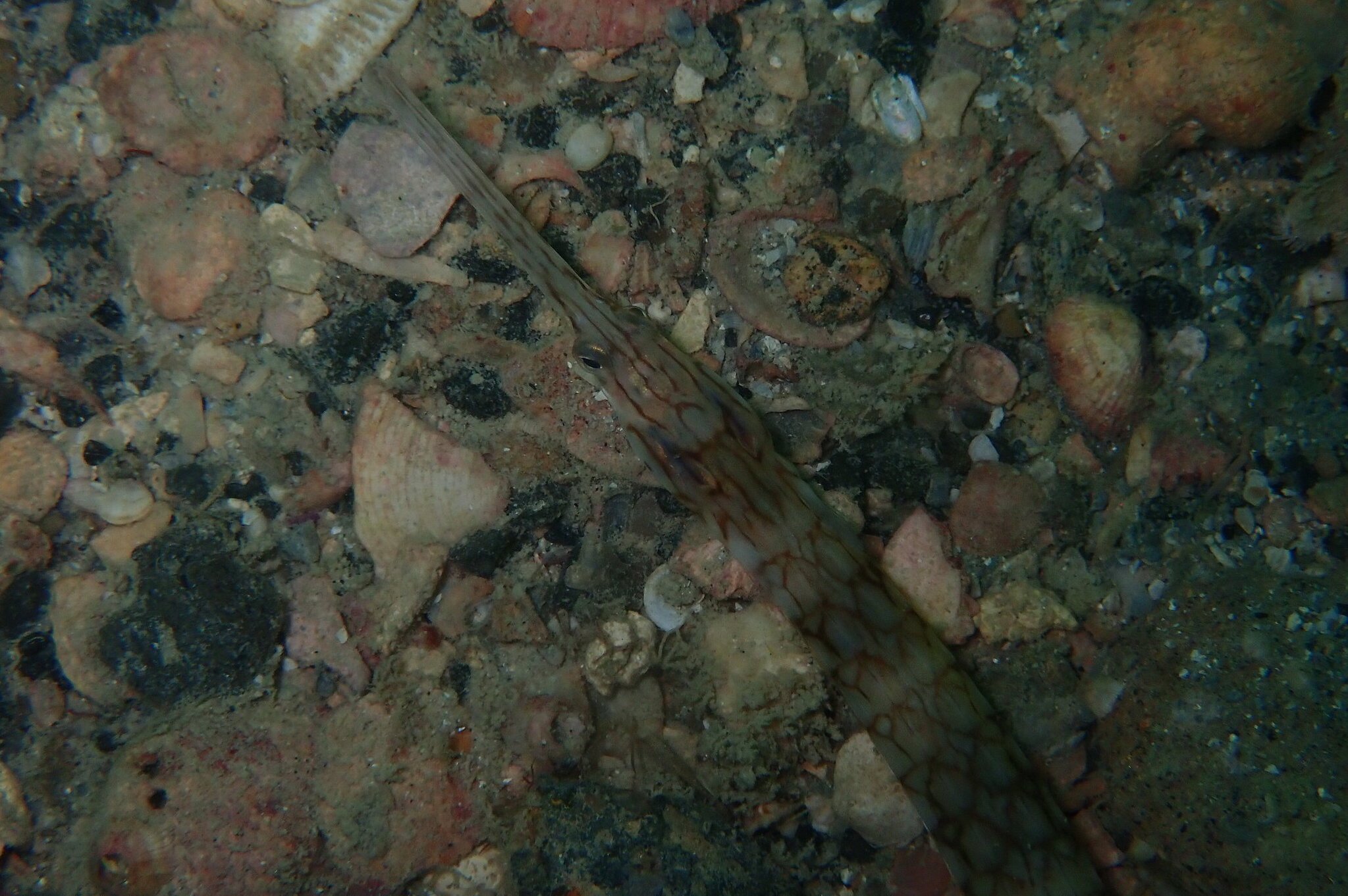 species photo