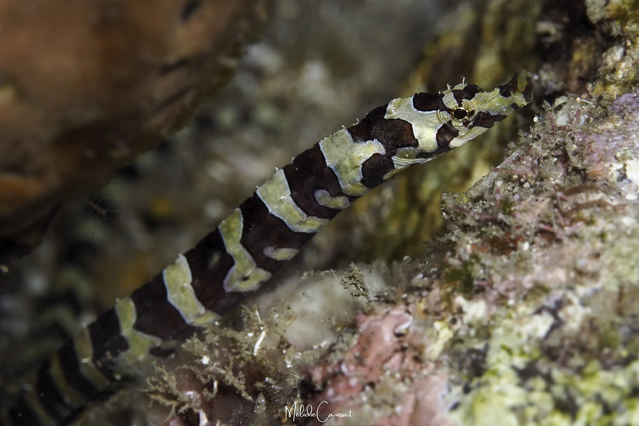species photo