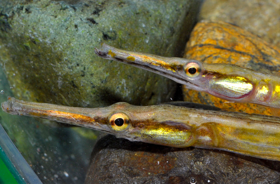 species photo