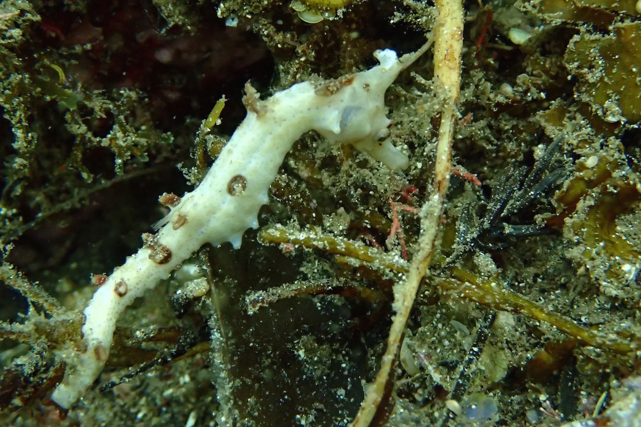 species photo