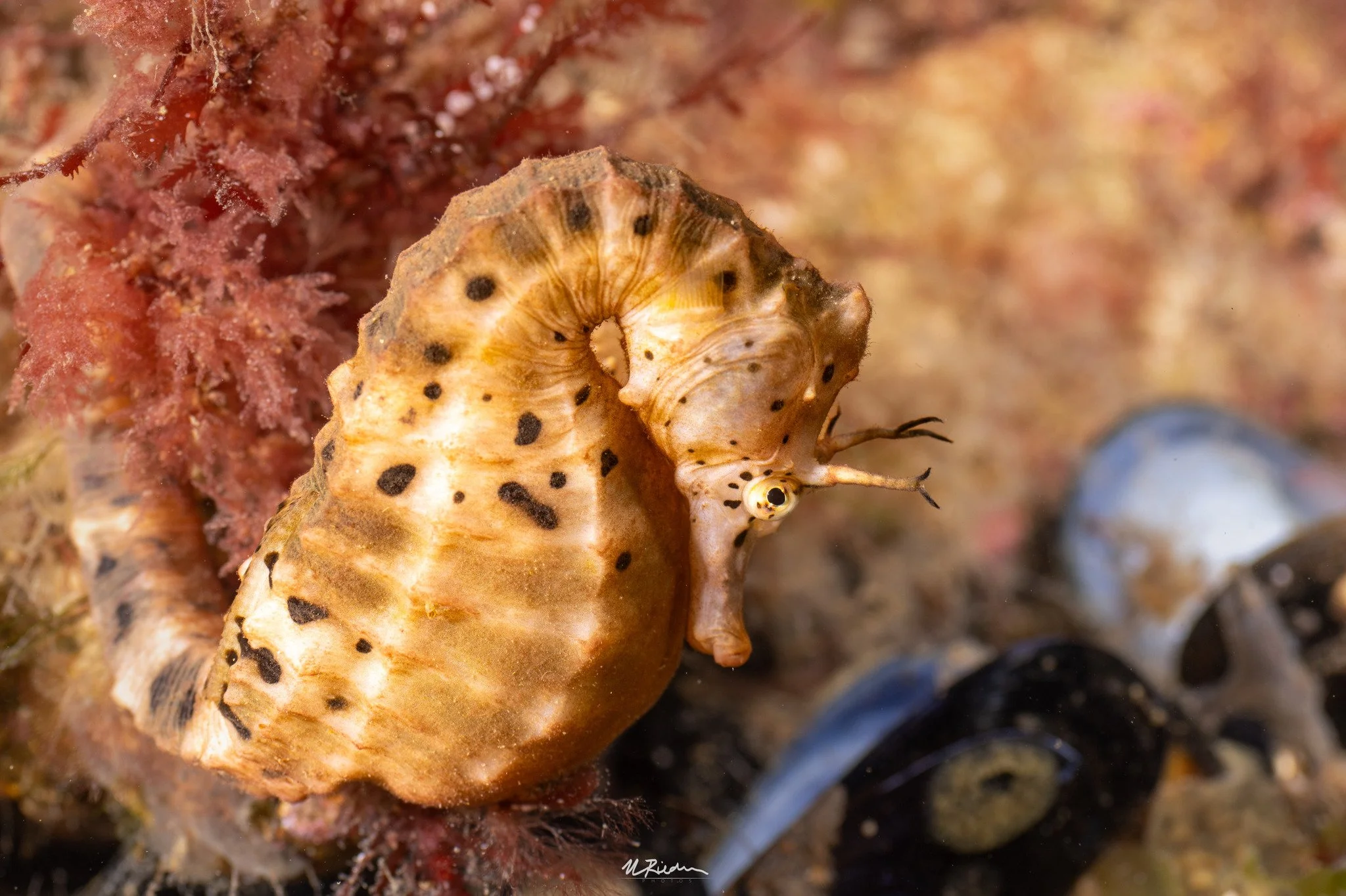 species photo
