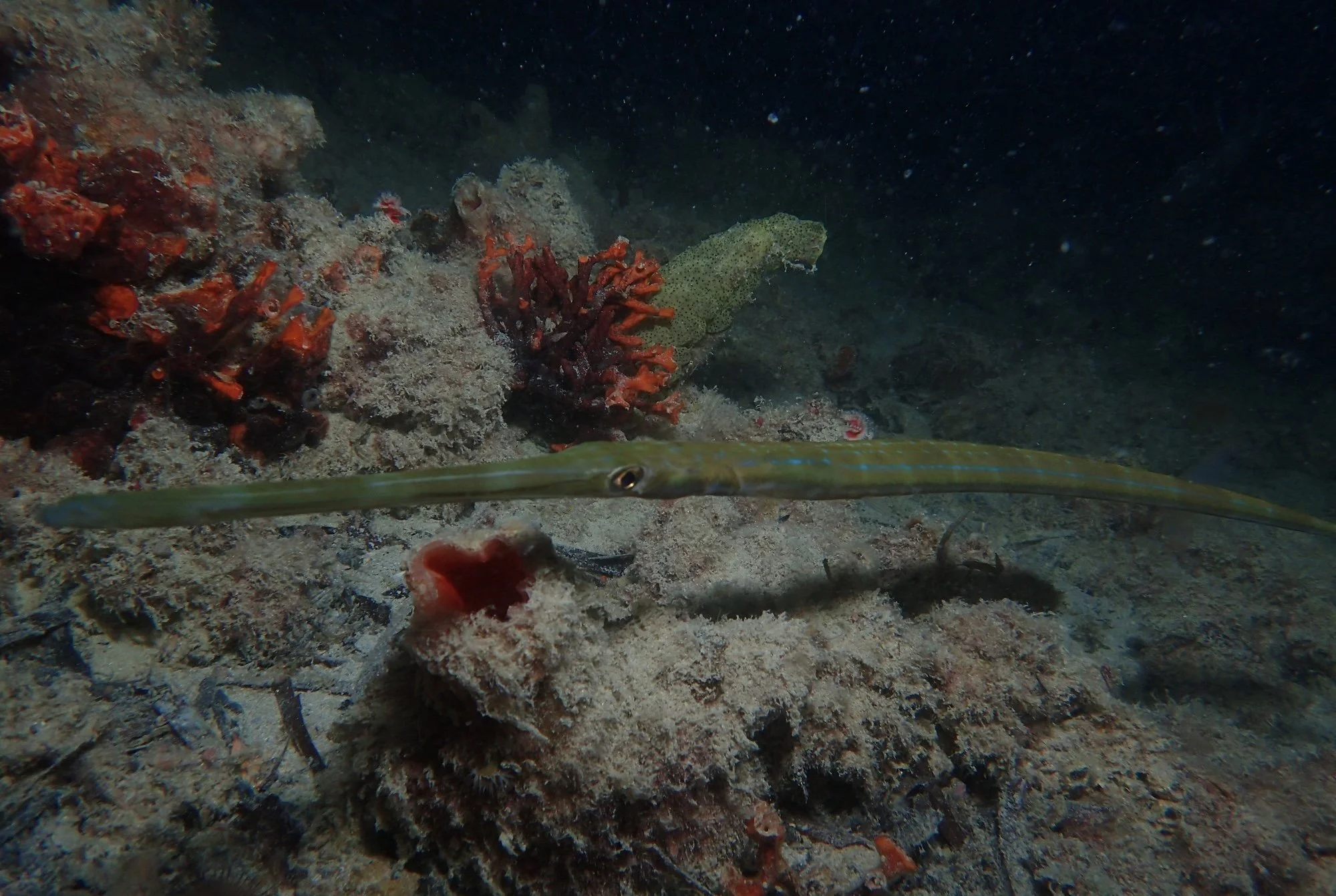 timkarnasuta_inat_commersonii