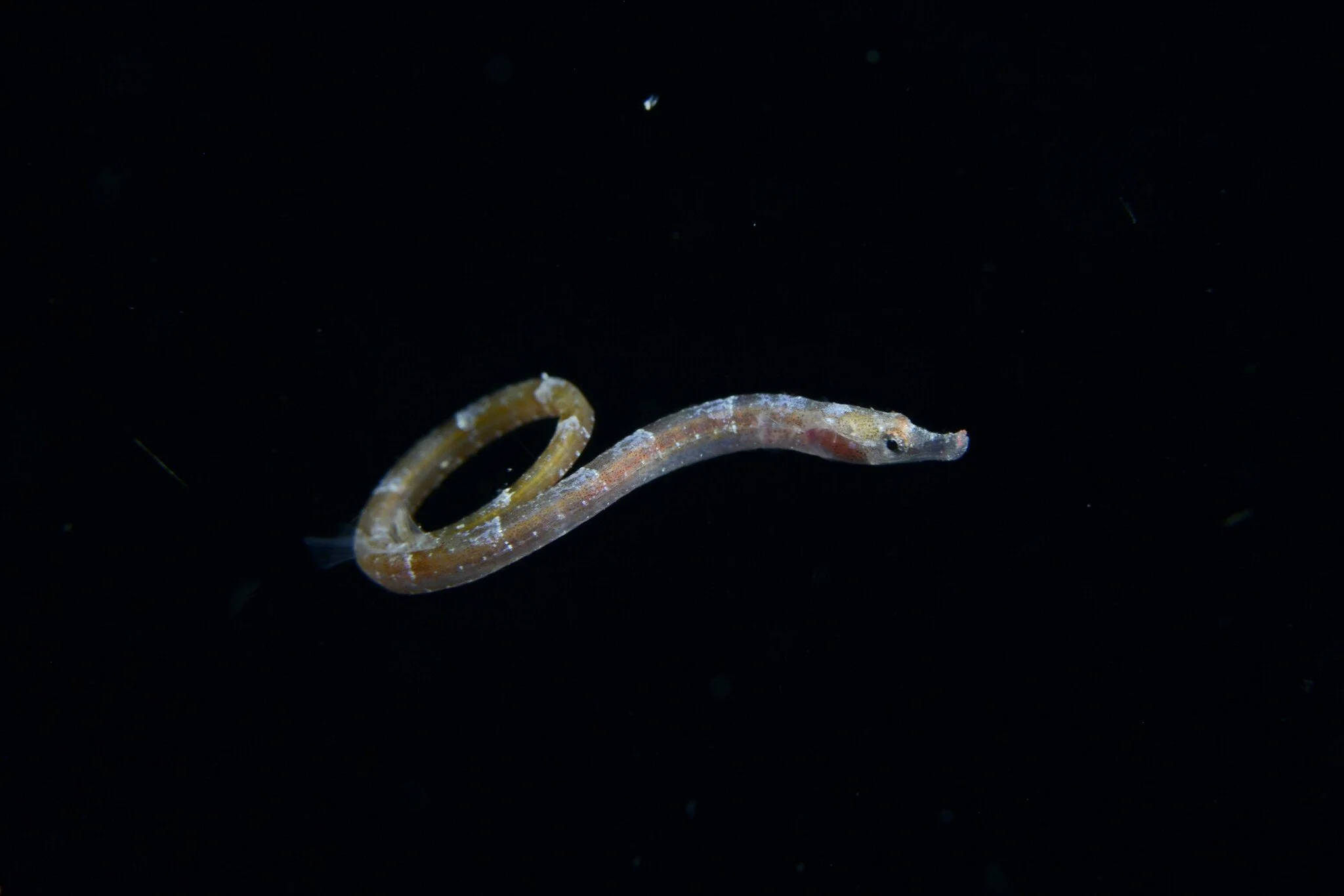 species photo