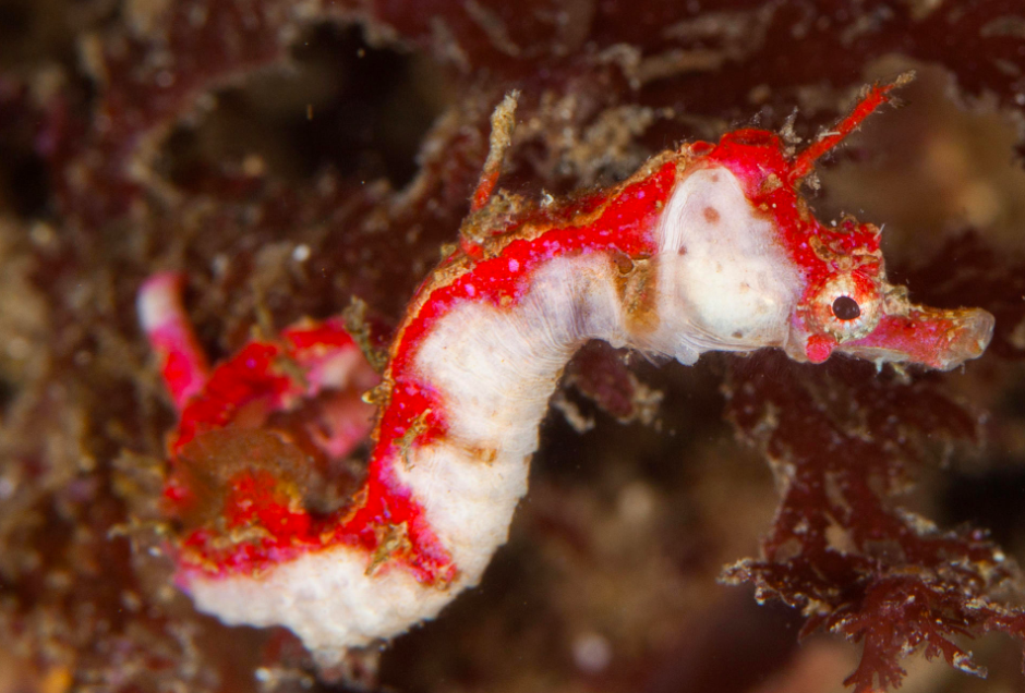 species photo