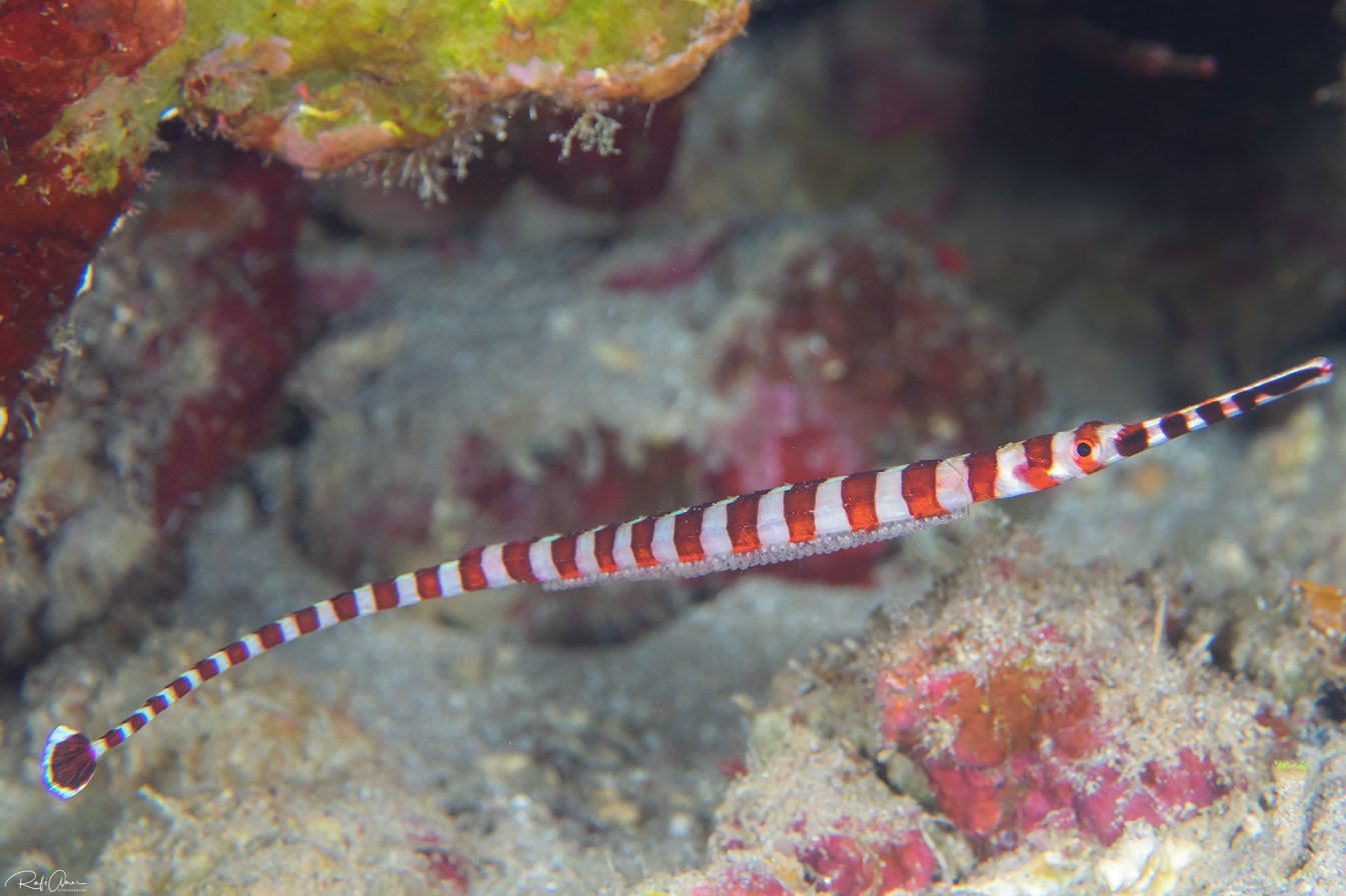 species photo